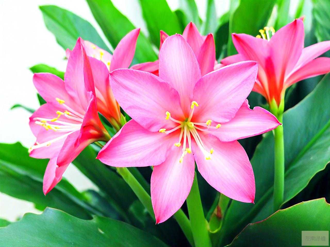 滴水观音开花有灵性么