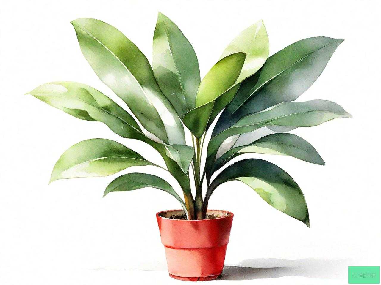 橡皮树绿植怎么养