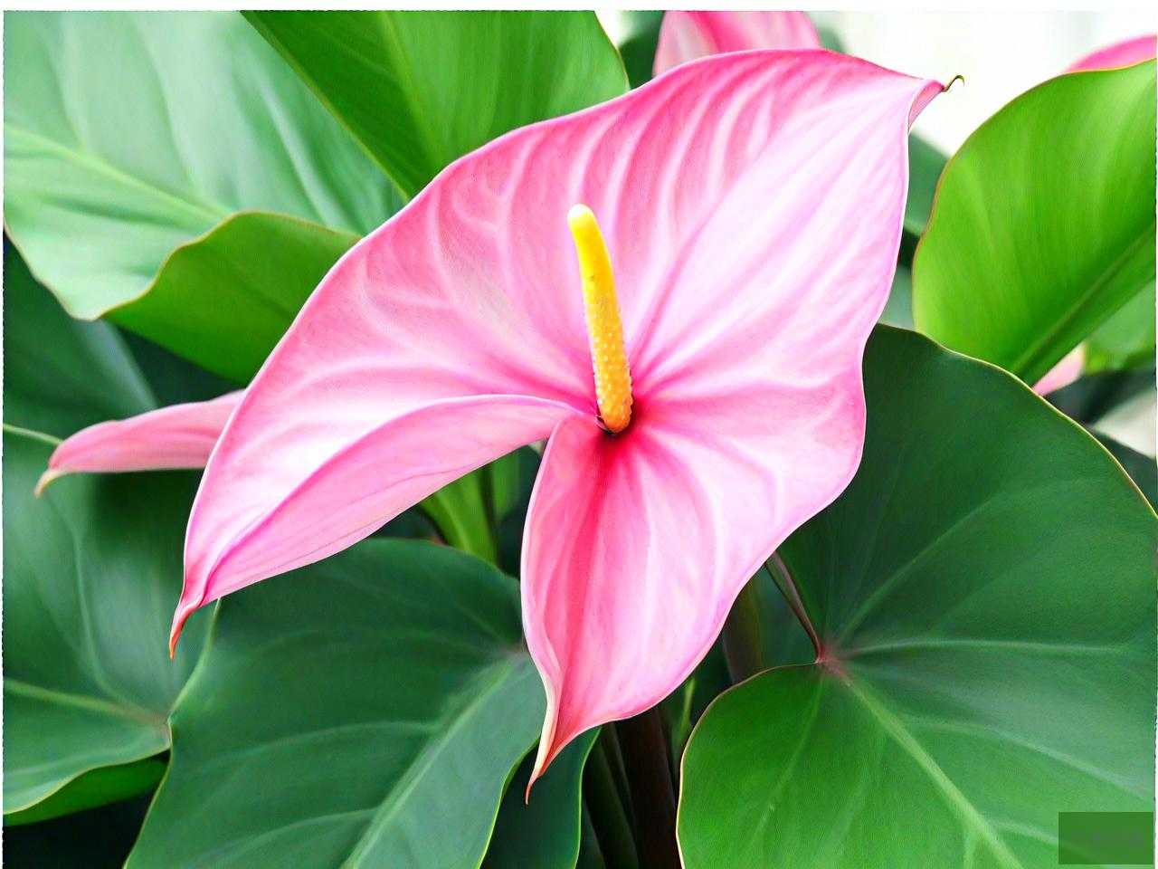 滴水观音与海芋的区别