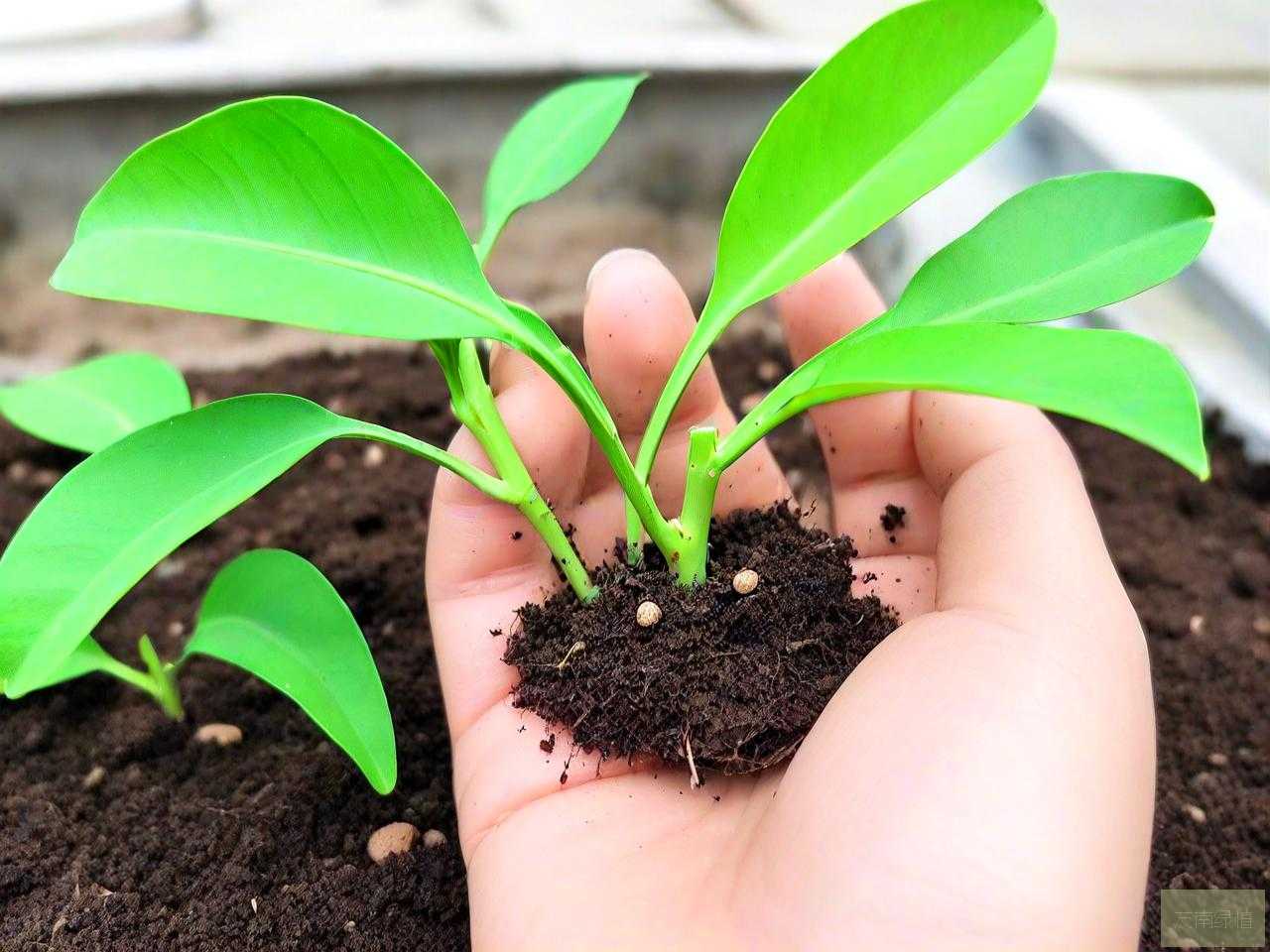 小青柠的种子怎么发芽