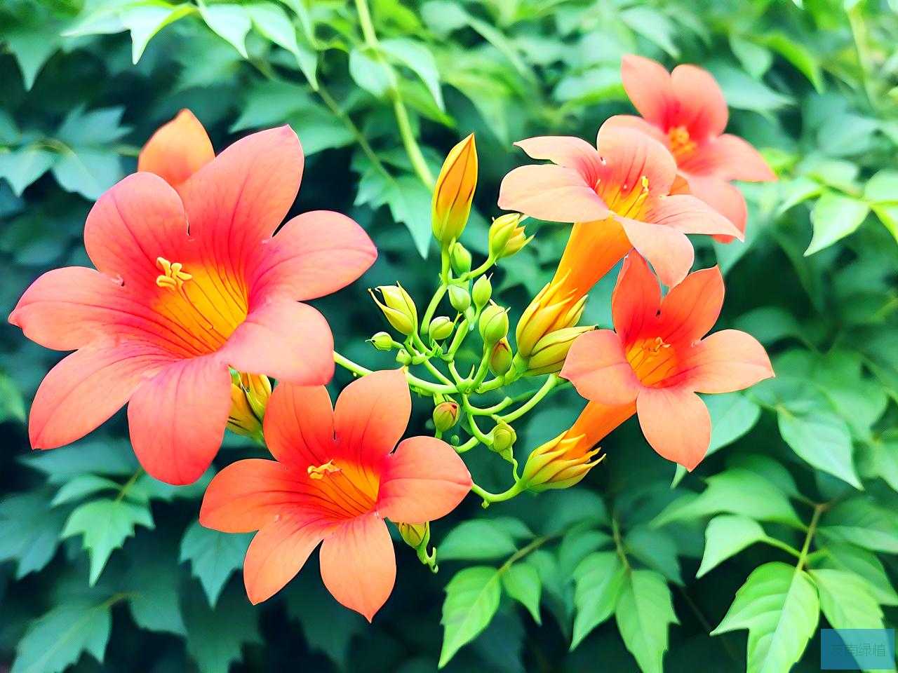 凌霄花夏天可以移栽吗