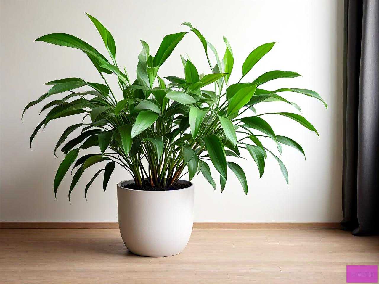室内吸甲醛用什么植物