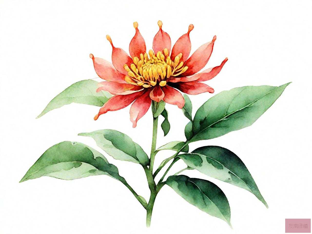 七叶一枝花的花语