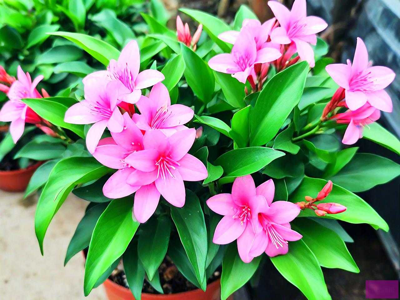 绿萝花大概多少钱一斤
