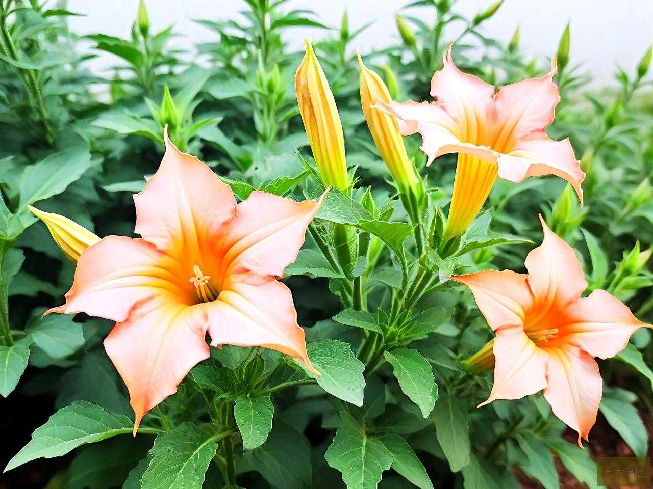 曼陀罗花值多少钱一棵