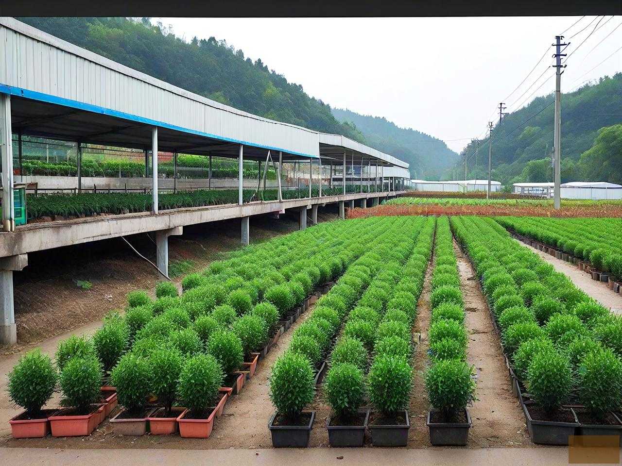 重庆园林苗木批发市场