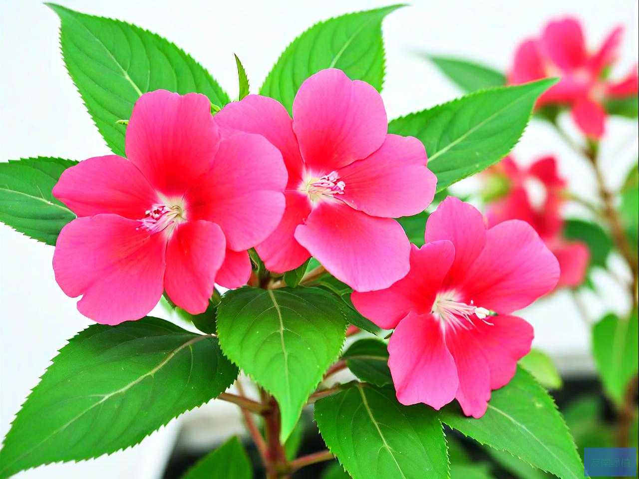 凤仙花传播种子的方式
