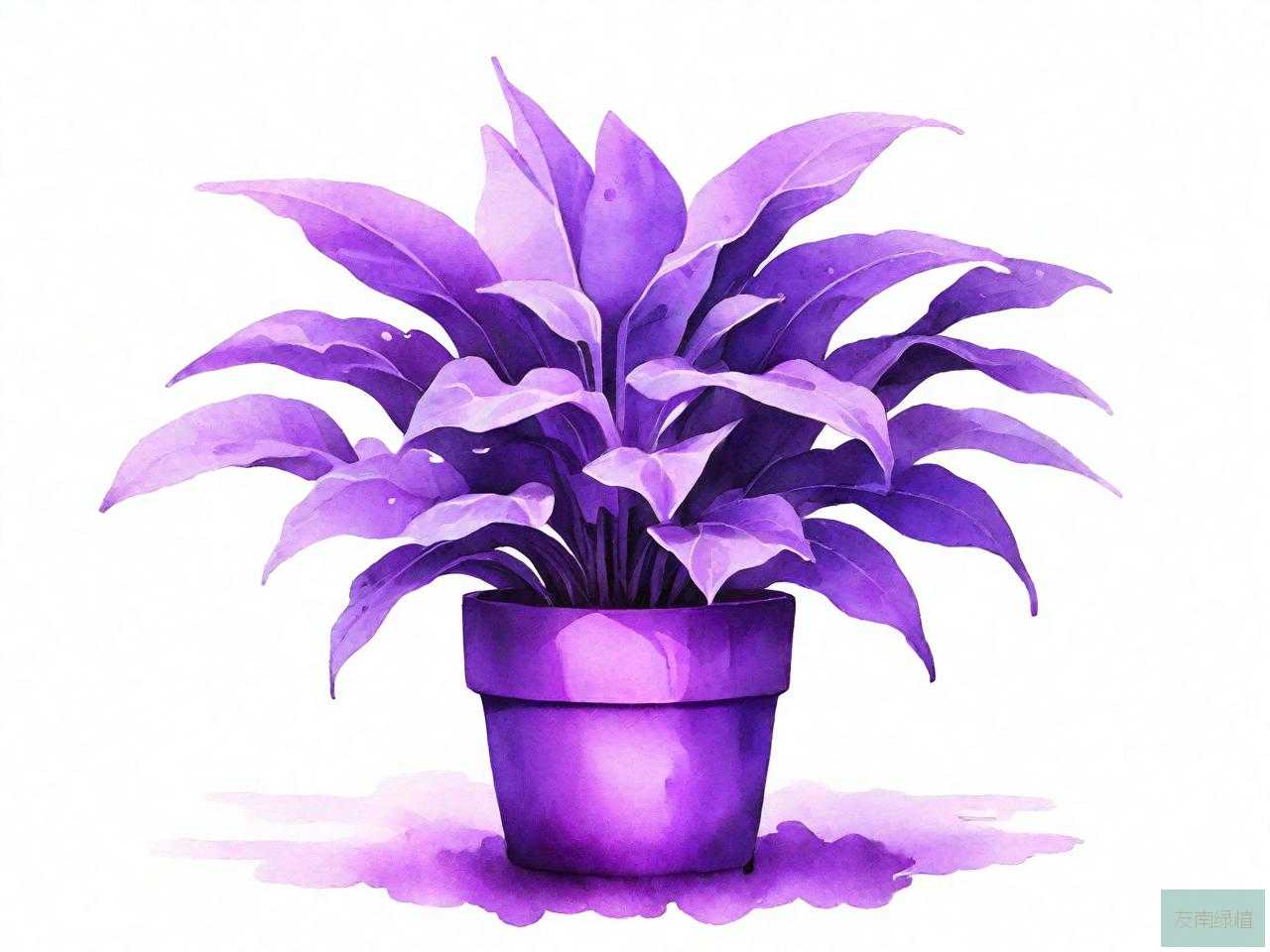 紫色的植物盆栽