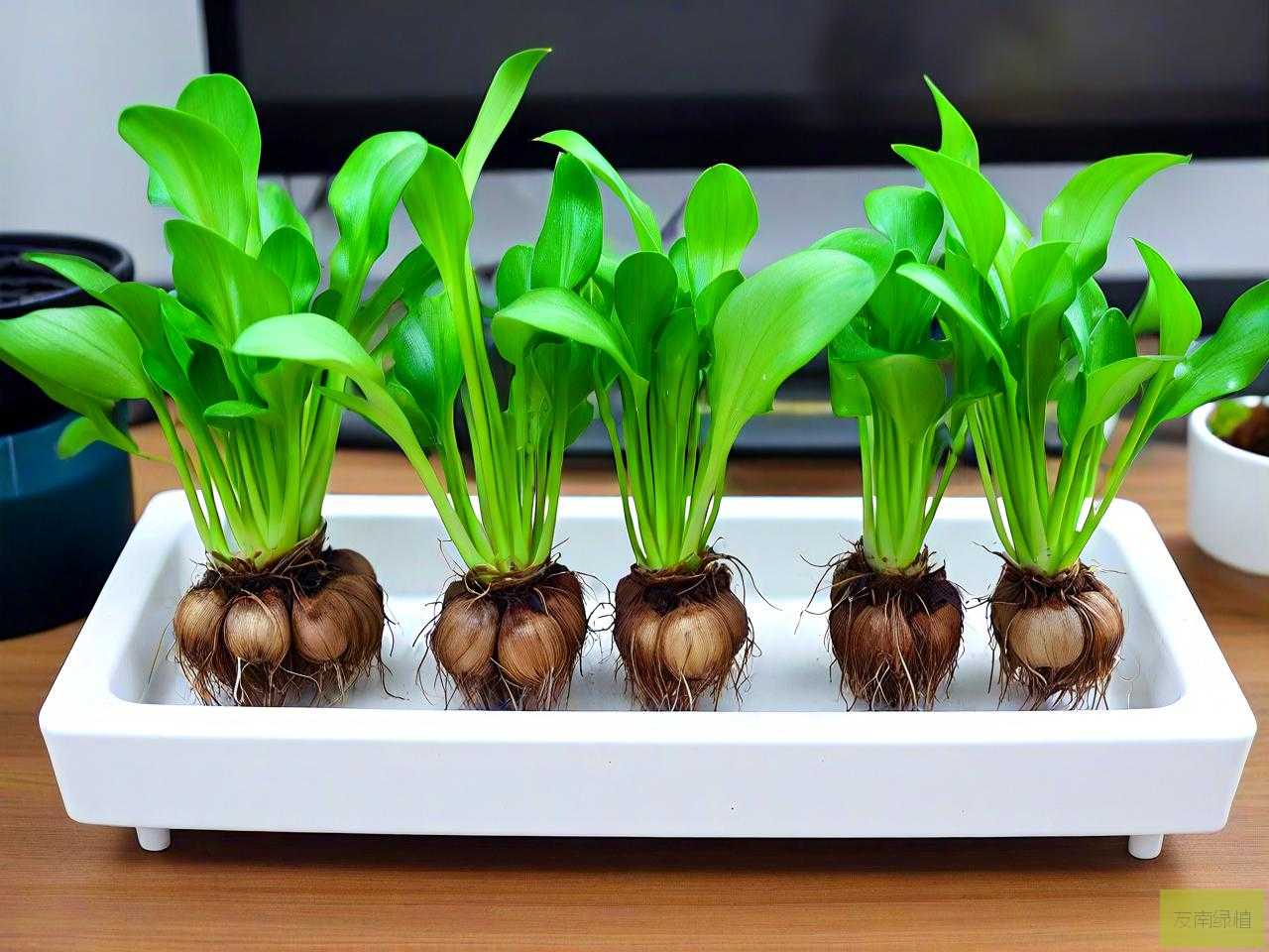 水培植物怎么清洗根部