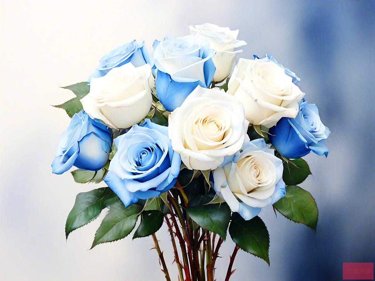 碎冰蓝白玫瑰花的花语