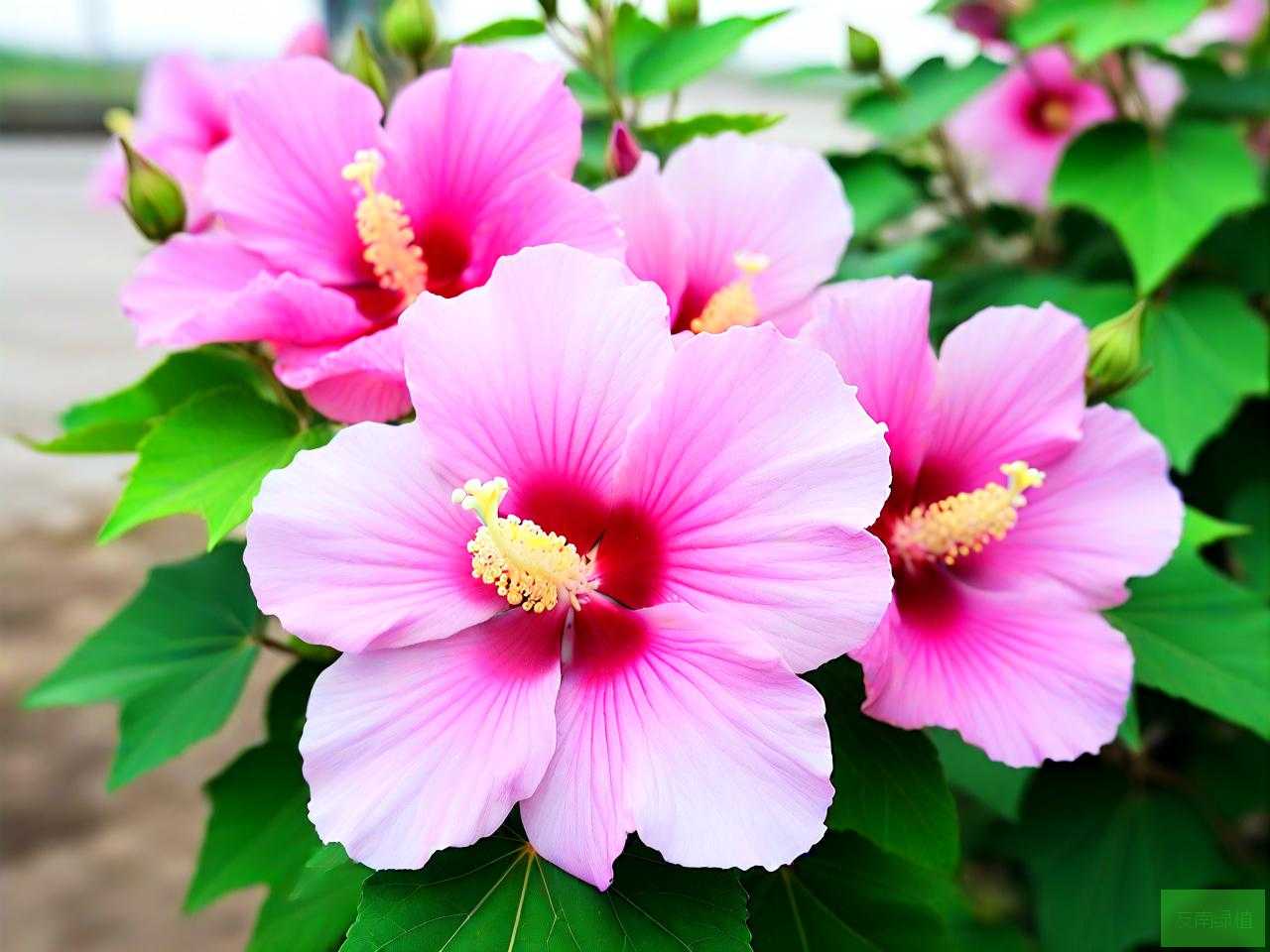 木芙蓉花为什么会变色