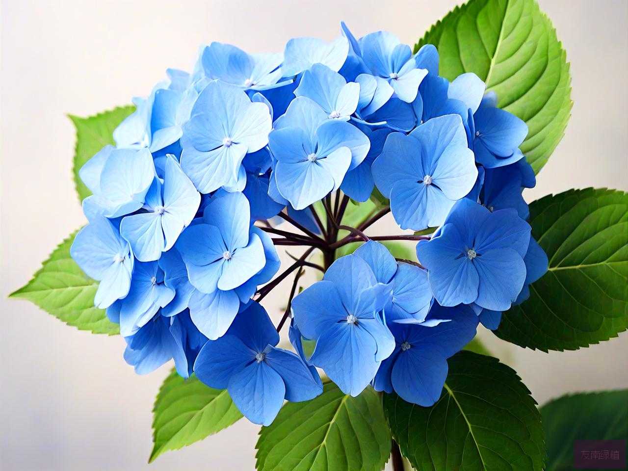 蓝色绣球花真正的花语