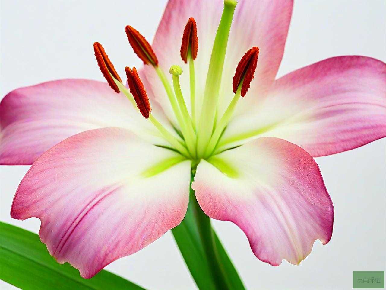 百合花花蕊粘液是什么