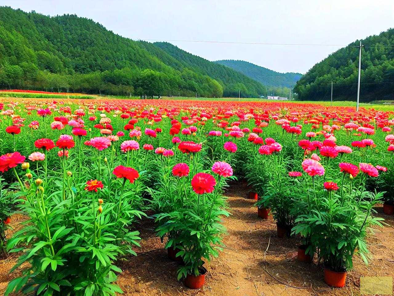 浏阳花木苗圃基地批发