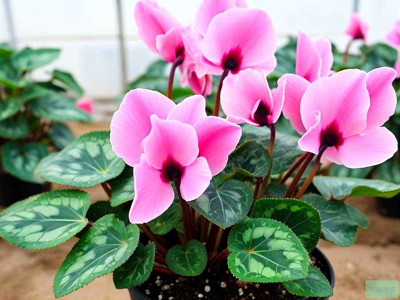 仙客来种子种植的方法
