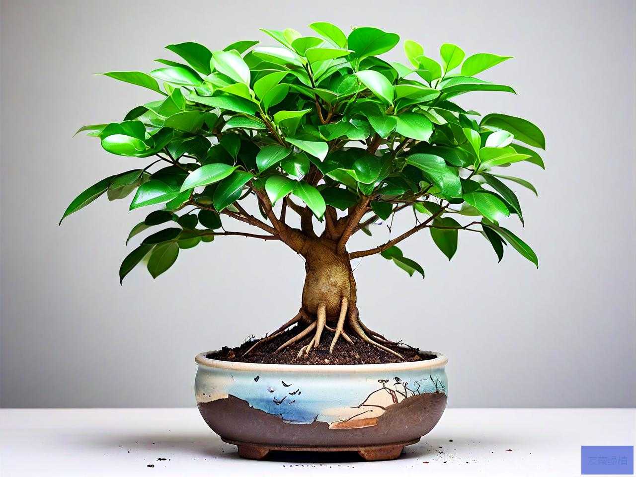 幸福树提根盆景怎么养