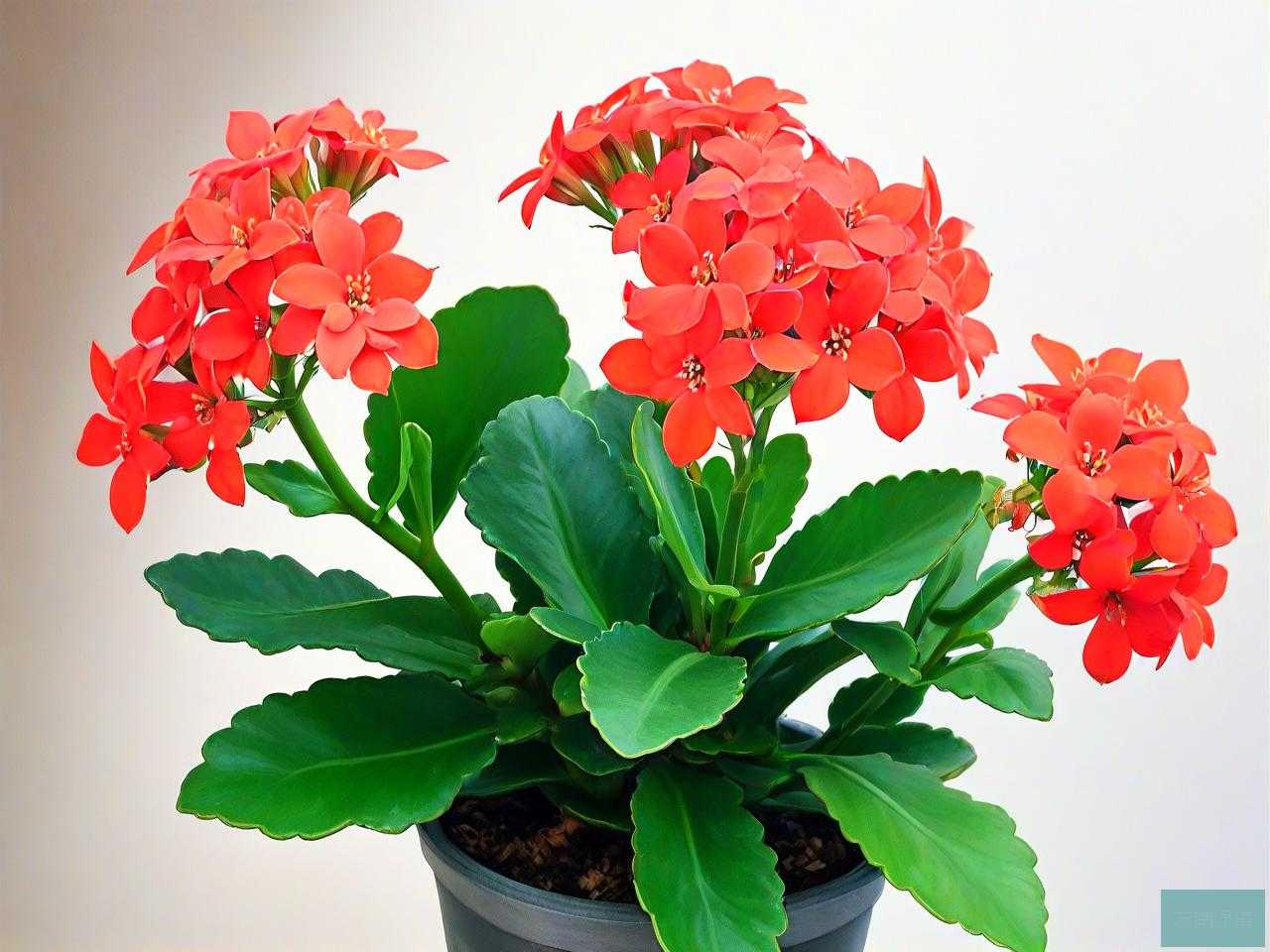 长寿花适合在室内养吗