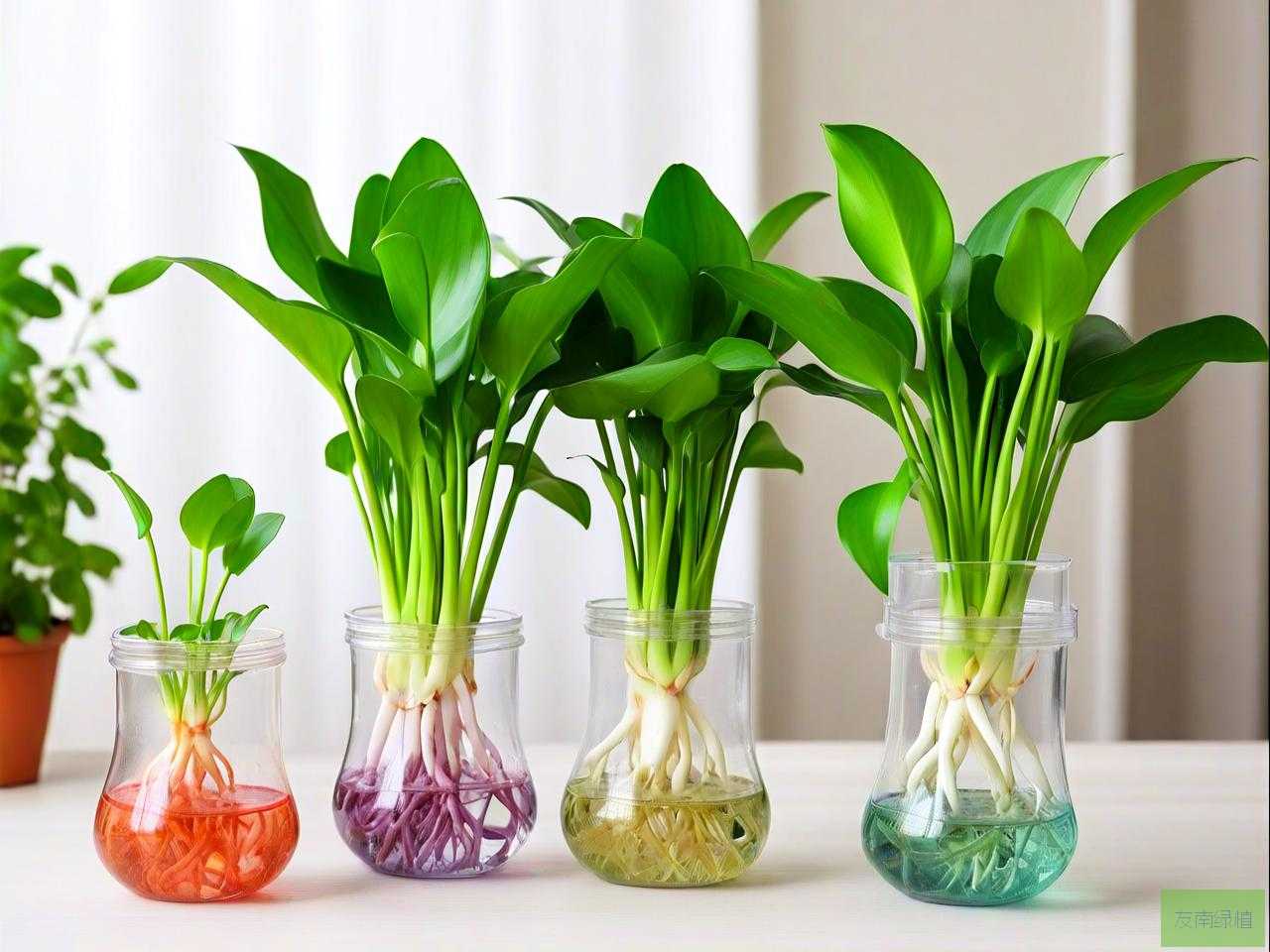 水培好养的植物有哪些