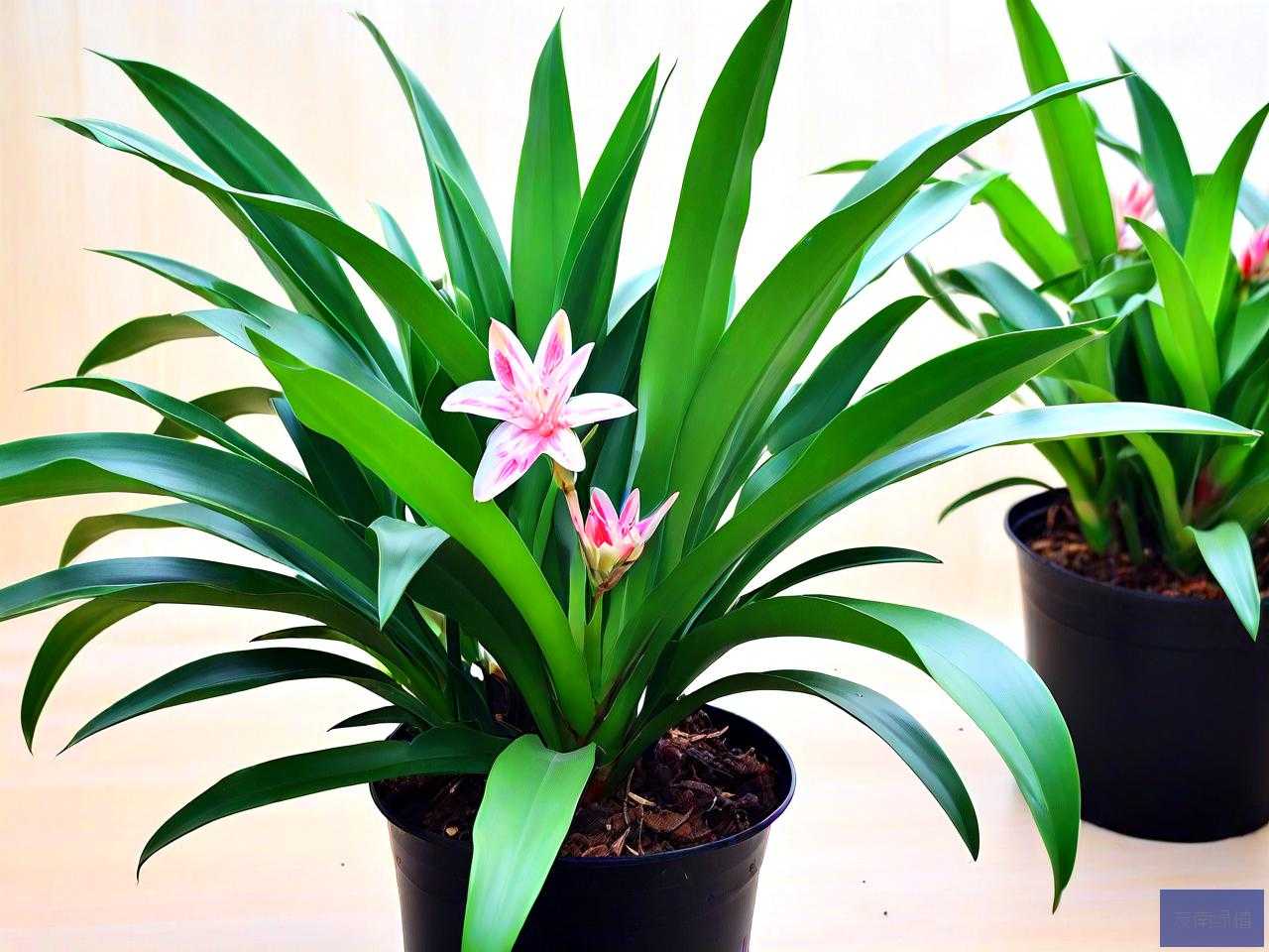 多头铁兰花的养殖方法