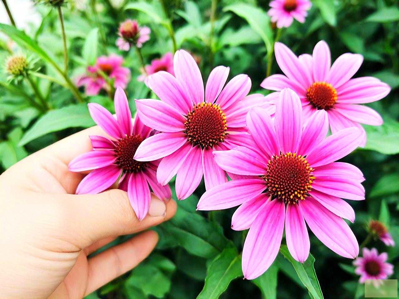 什么牌子的三七花最好
