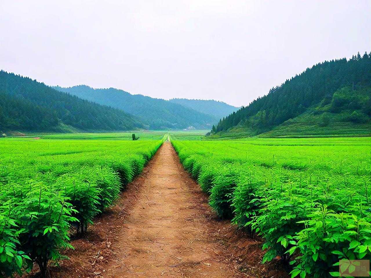 重庆最大苗木基地在哪
