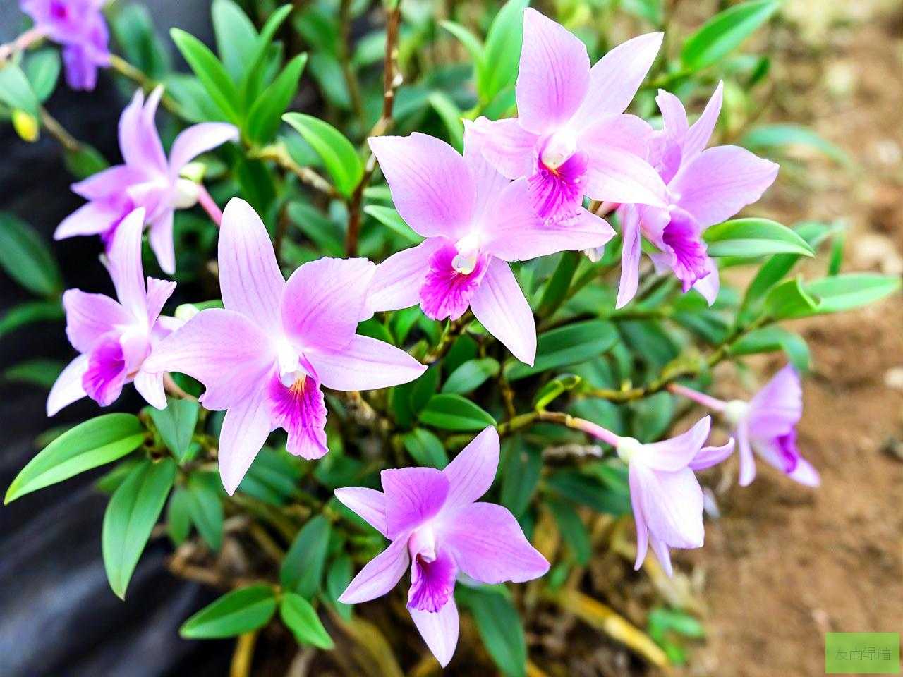 新鲜石斛花怎么泡水喝