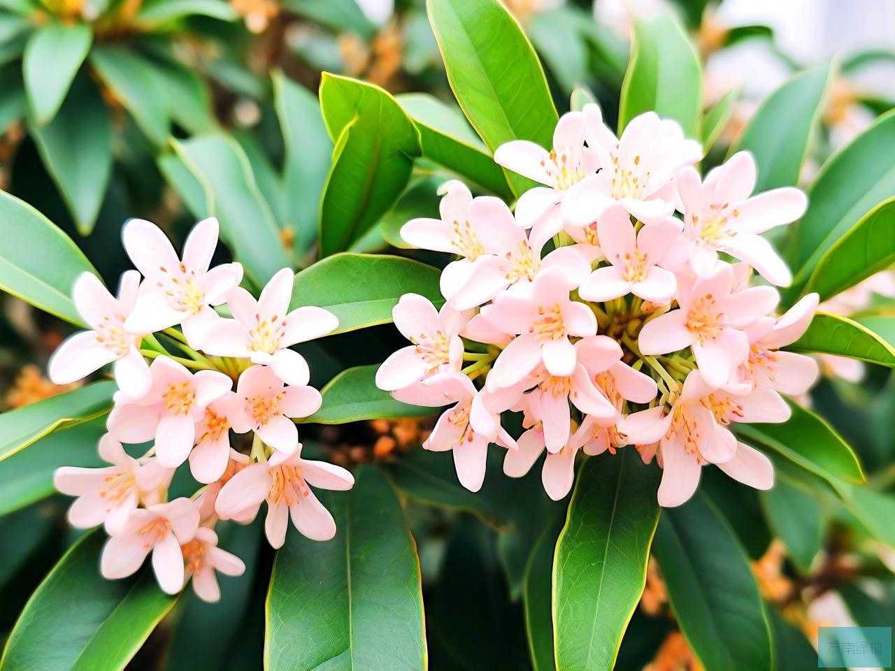 四季桂花一年开几次花