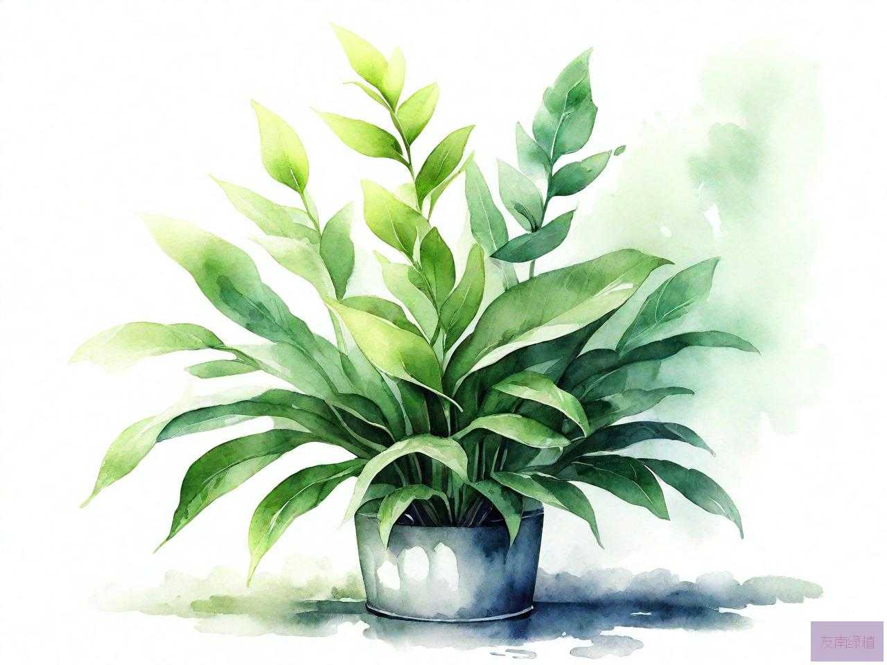 有助于净化空气的植物