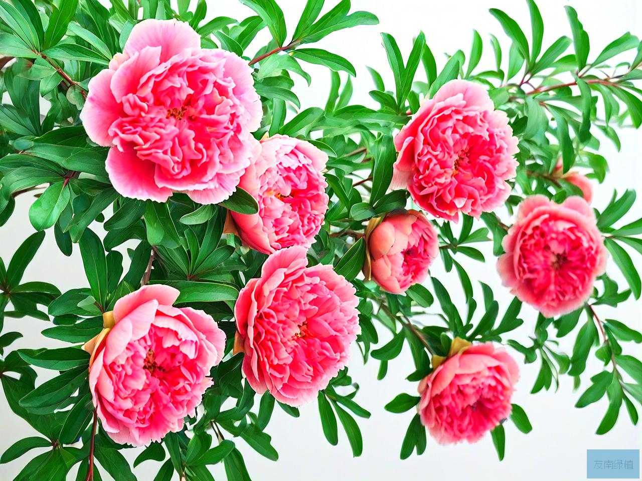 牡丹花石榴结果好吃吗