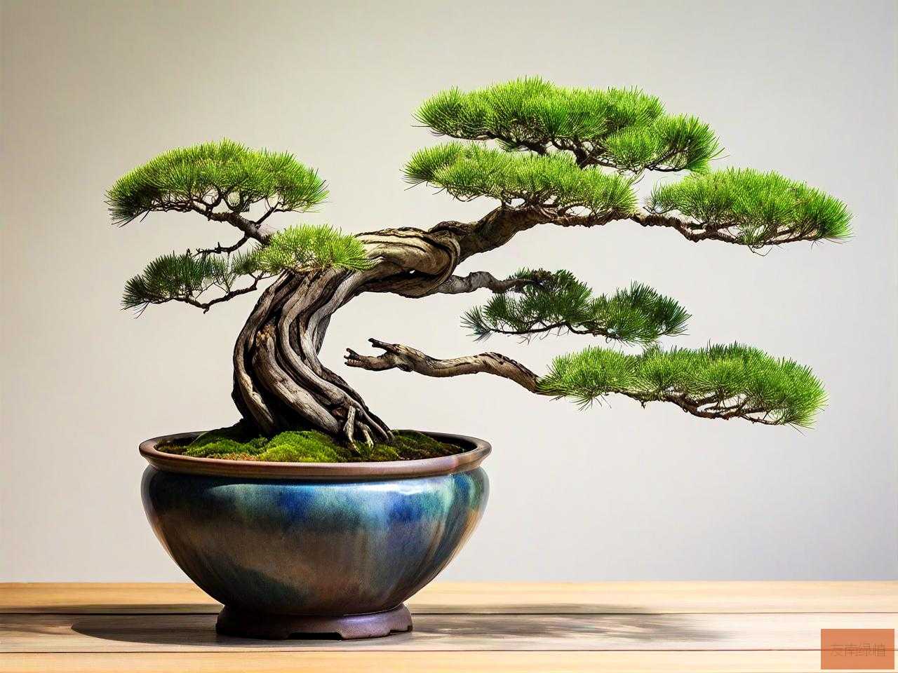 抱石盆景用什么植物好
