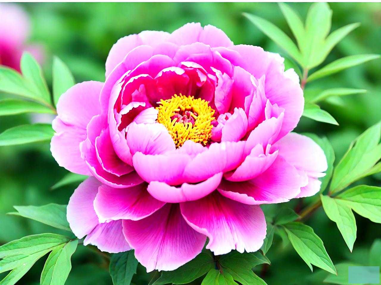 观察牡丹花的生长过程