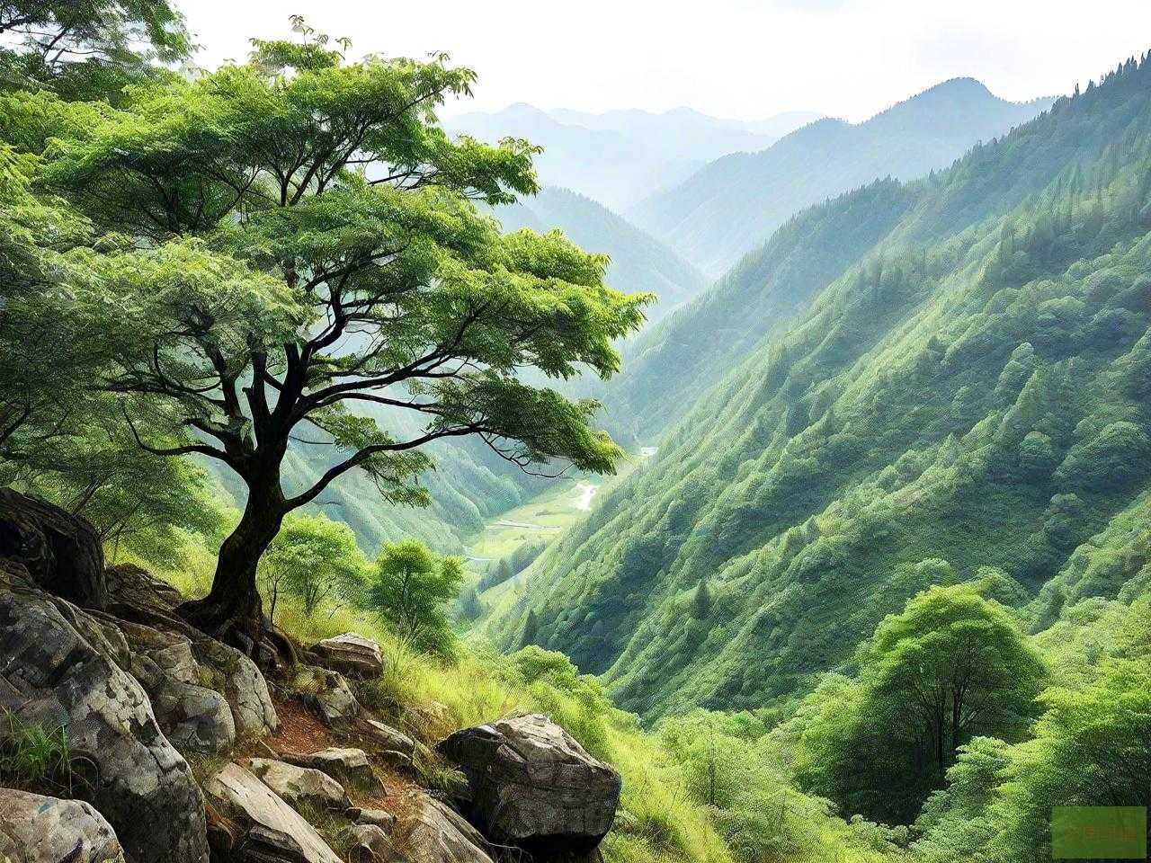 贵州山上的树什么品种