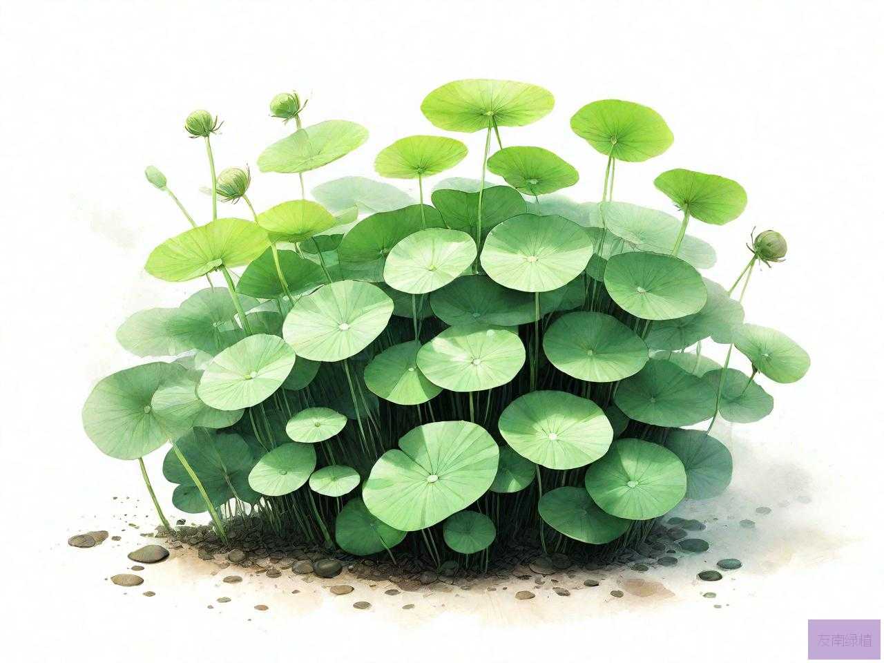 铜钱草的种子怎么提取