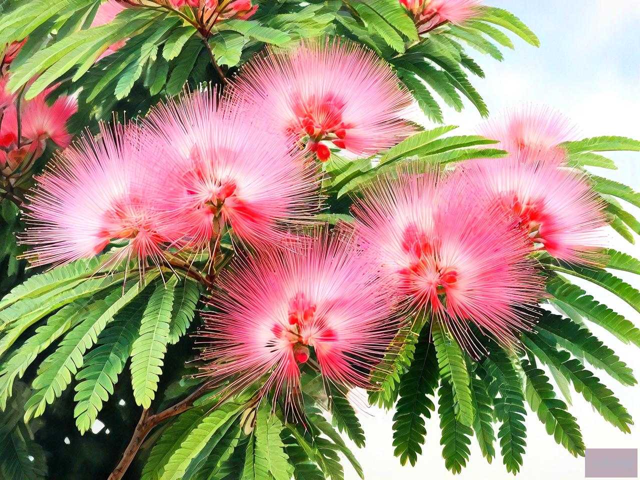 合欢树开花有几种颜色