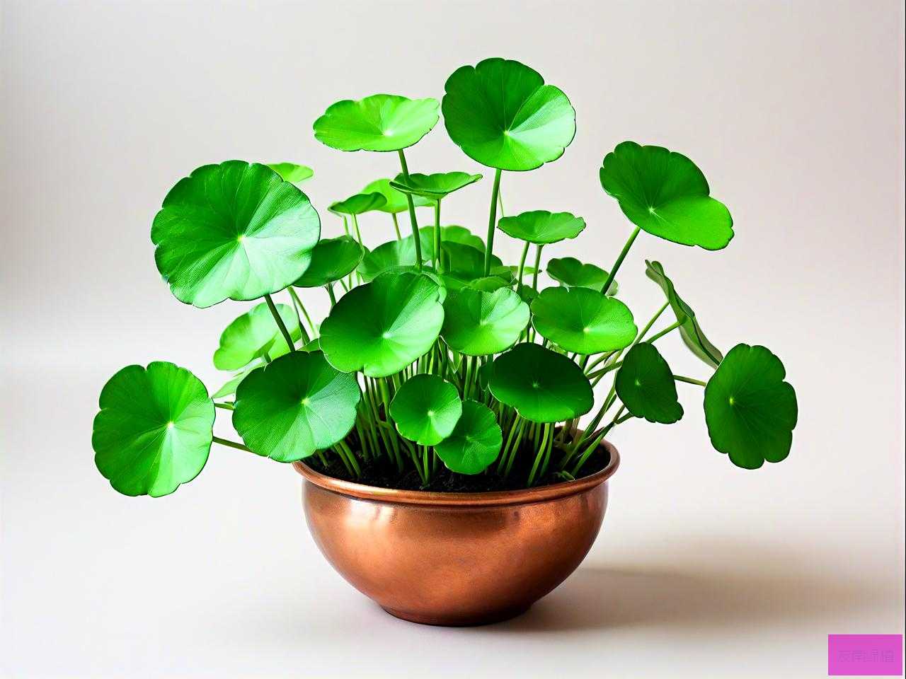 铜钱草绿植有什么作用