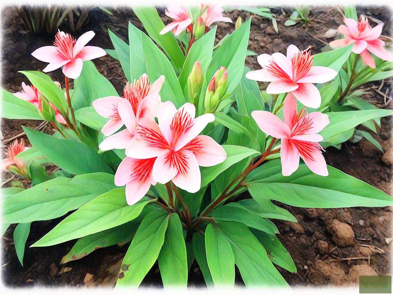 七叶一枝花 种植方法