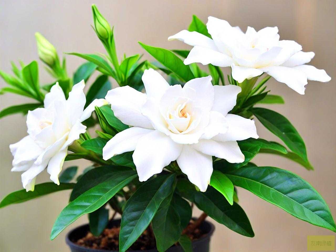 养栀子花需要什么肥料