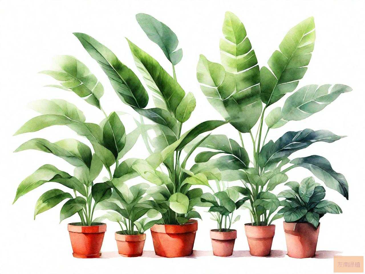 大全家庭植物