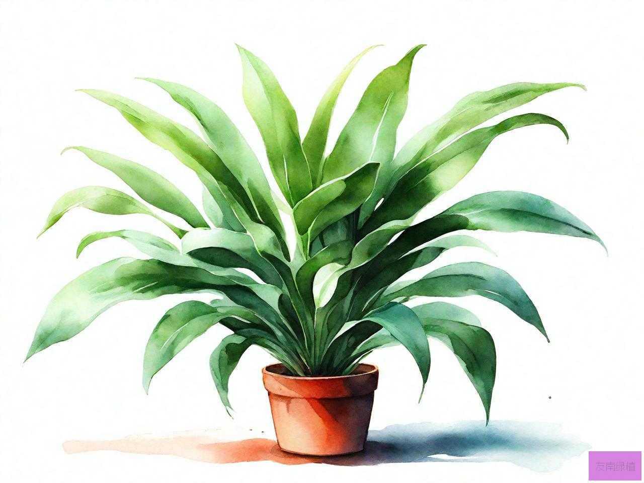 水养的室内植物