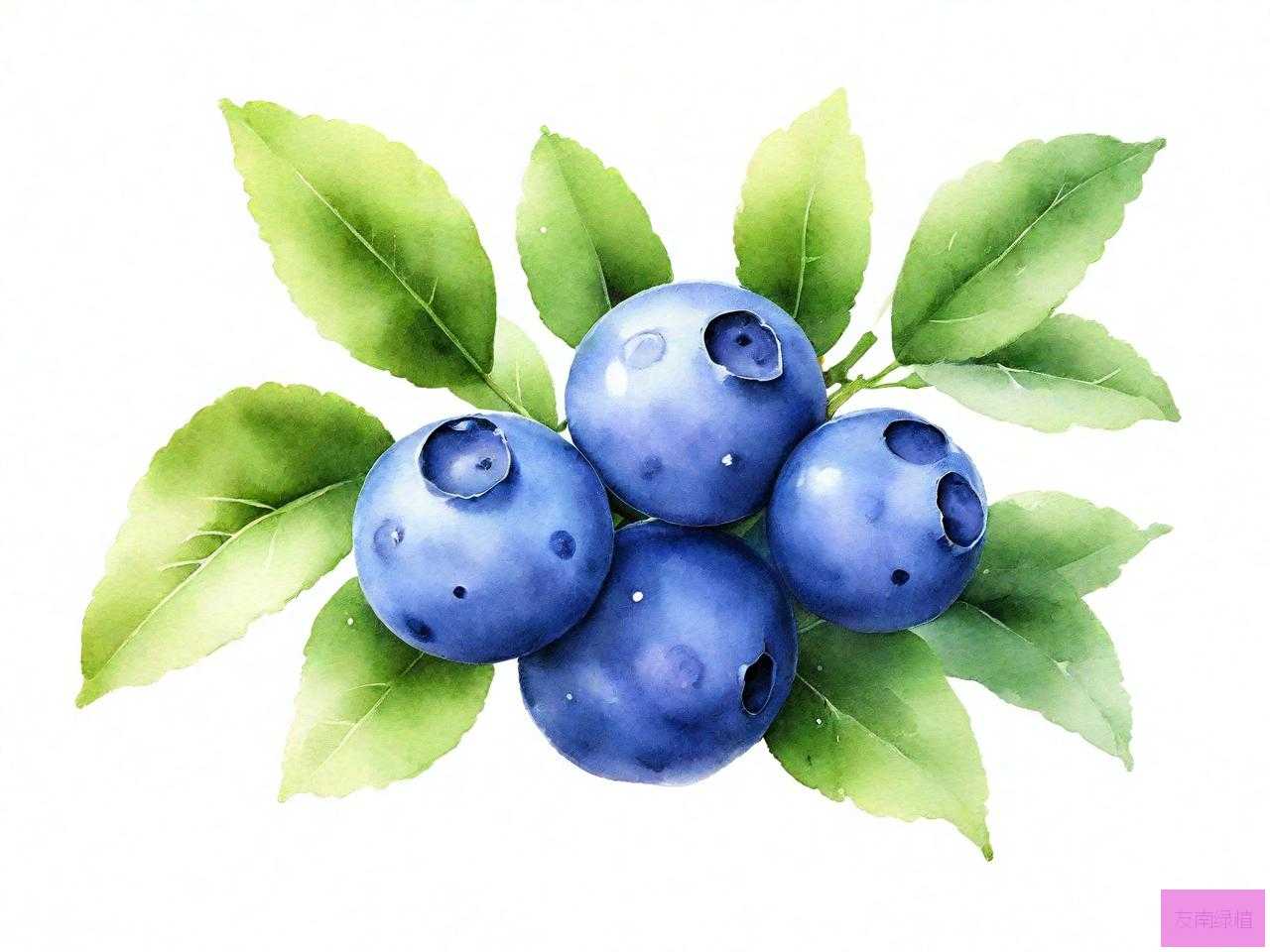 果树苗木蓝莓