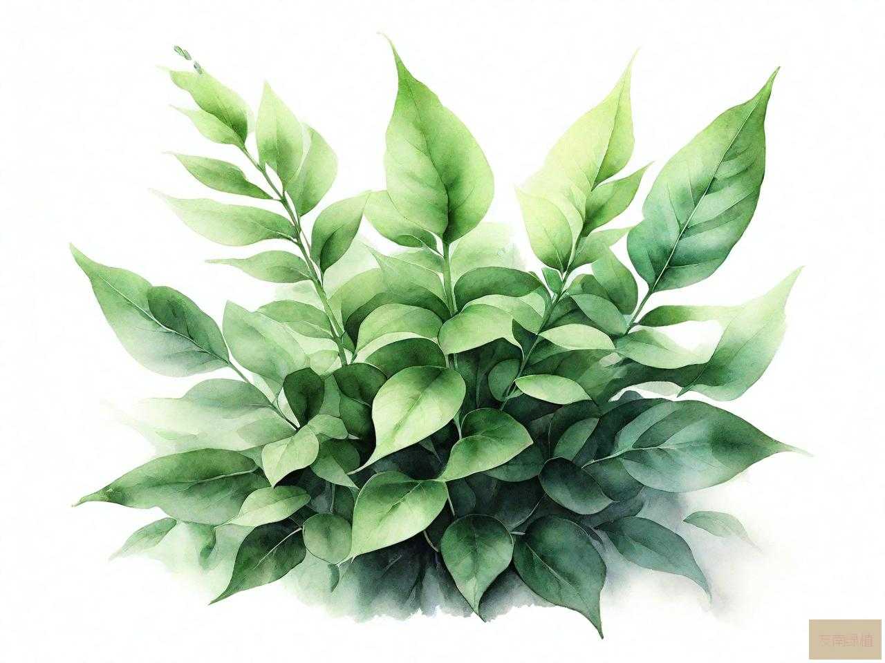 植物的叶是植物进行的什么的重要场所