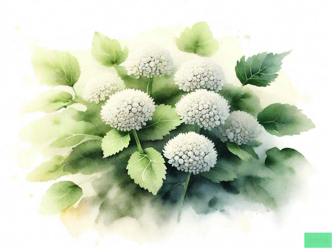 三七花和三七粉哪个好