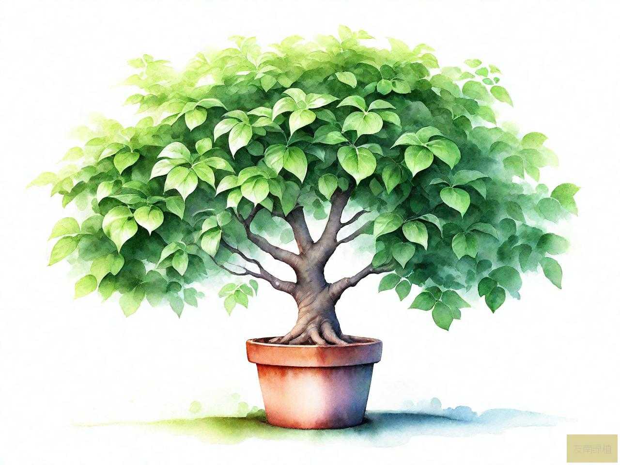 绿植幸福树价格