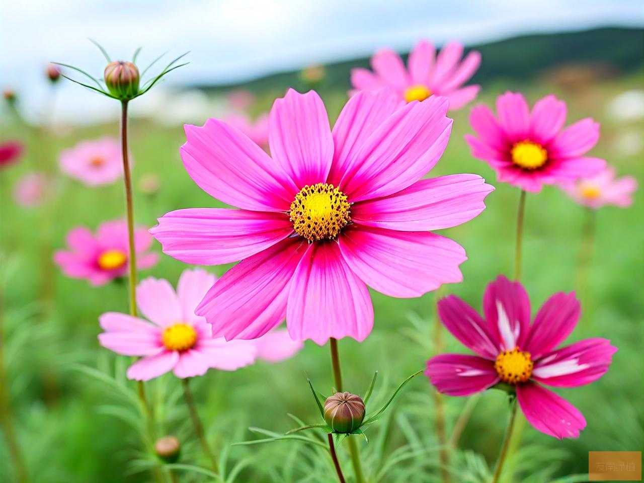 格桑花生长在什么地方