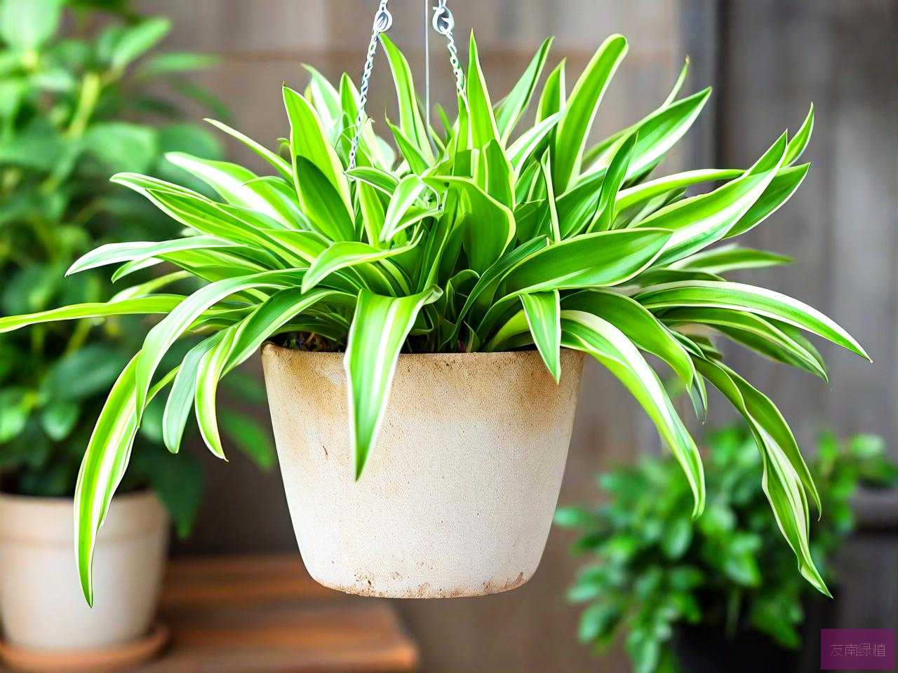 植物吊兰怎么养殖方法