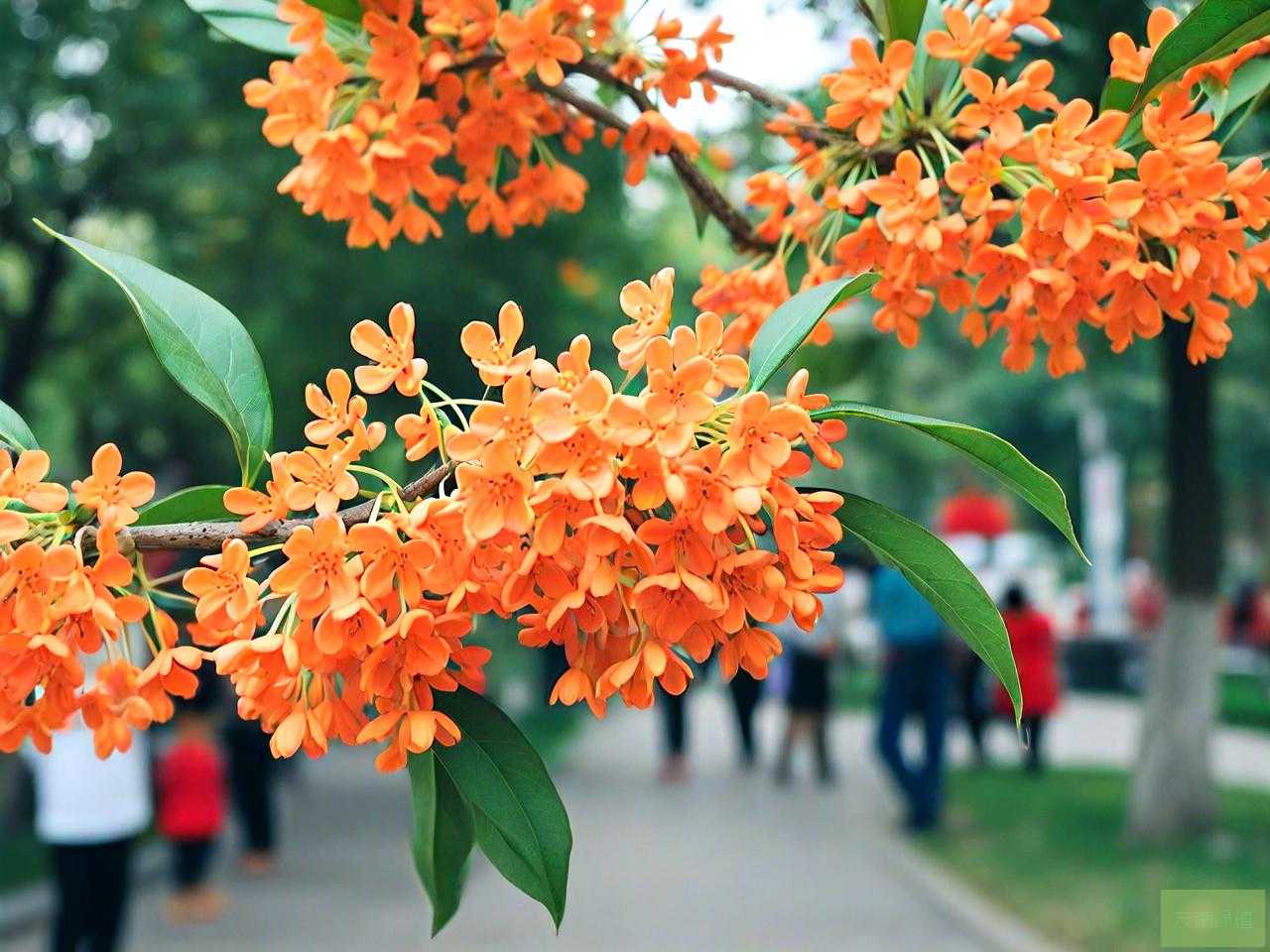 广场舞八月桂花遍地开