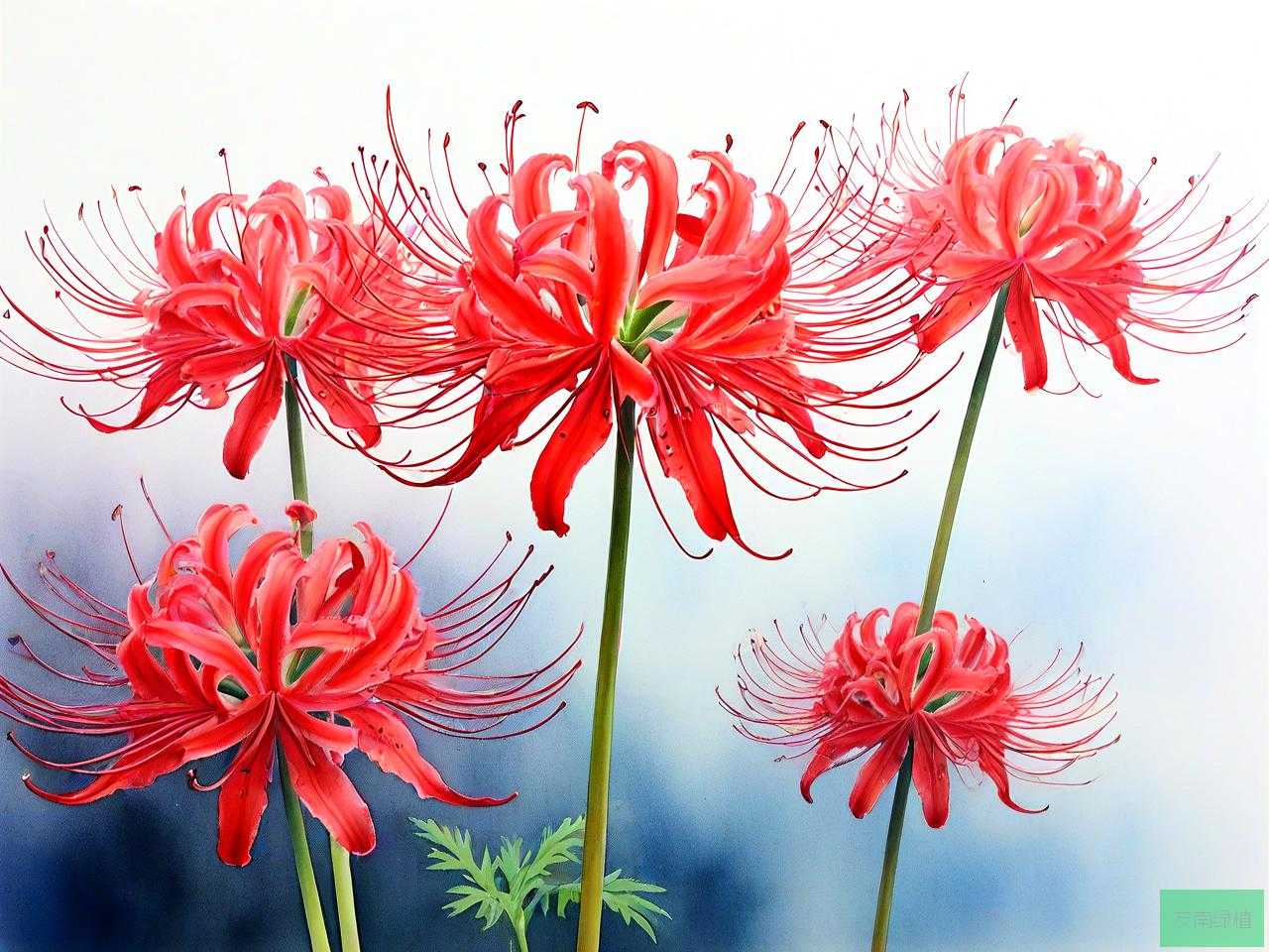 彼岸花什么时候开花的