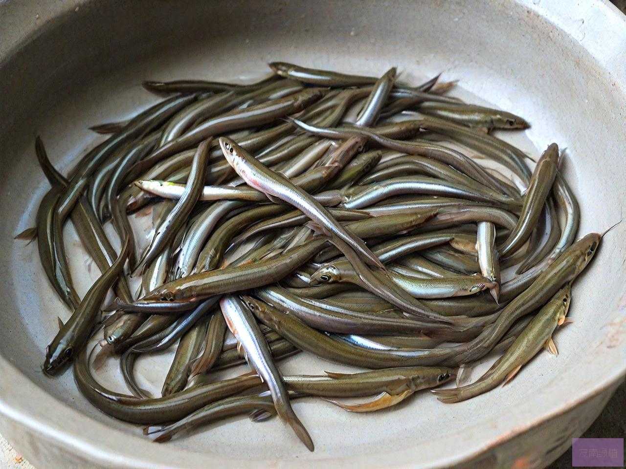 泥鳅的养殖技术及方法