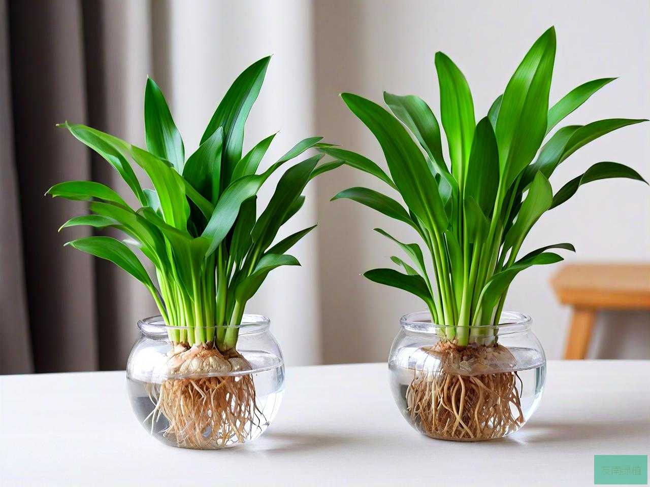 适合冬天养的水培植物有哪些