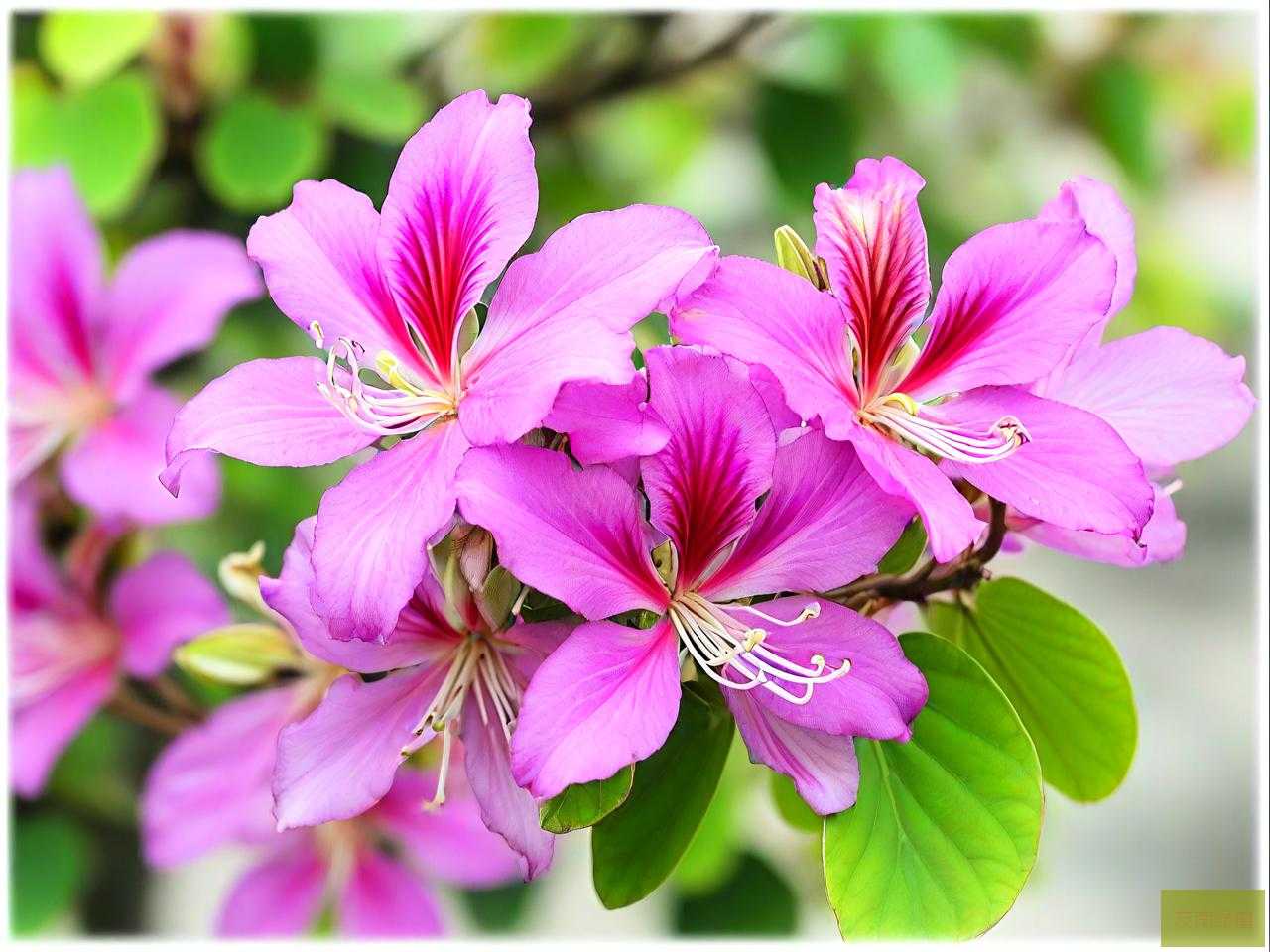 紫荆花生长在什么地方